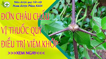Cây đơn châu chấu thuốc quý điều trị viêm khớp, sưng đau cơ khớp