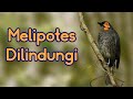 Melipotes Dilindungi