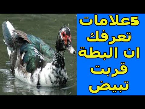 لو عايز تعرف ان البطة بتاعتك قربت تبيض ولا لأ تعالى شوف بـ 5 علامات مهمة وواضحة وهتعرفك امتى هتبيض