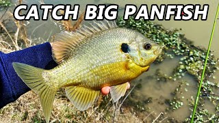 EASY WAY TO CATCH BIG BLUEGILL! (MAKE THE BIG ONES BITE)