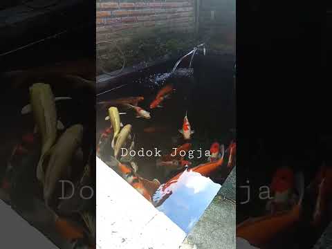 Koi Sabtu Pagi Bolooo