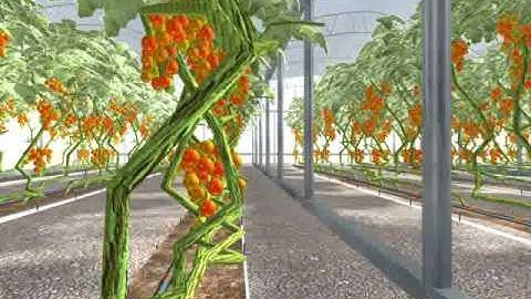 Rivulis- PCND Tomatoes