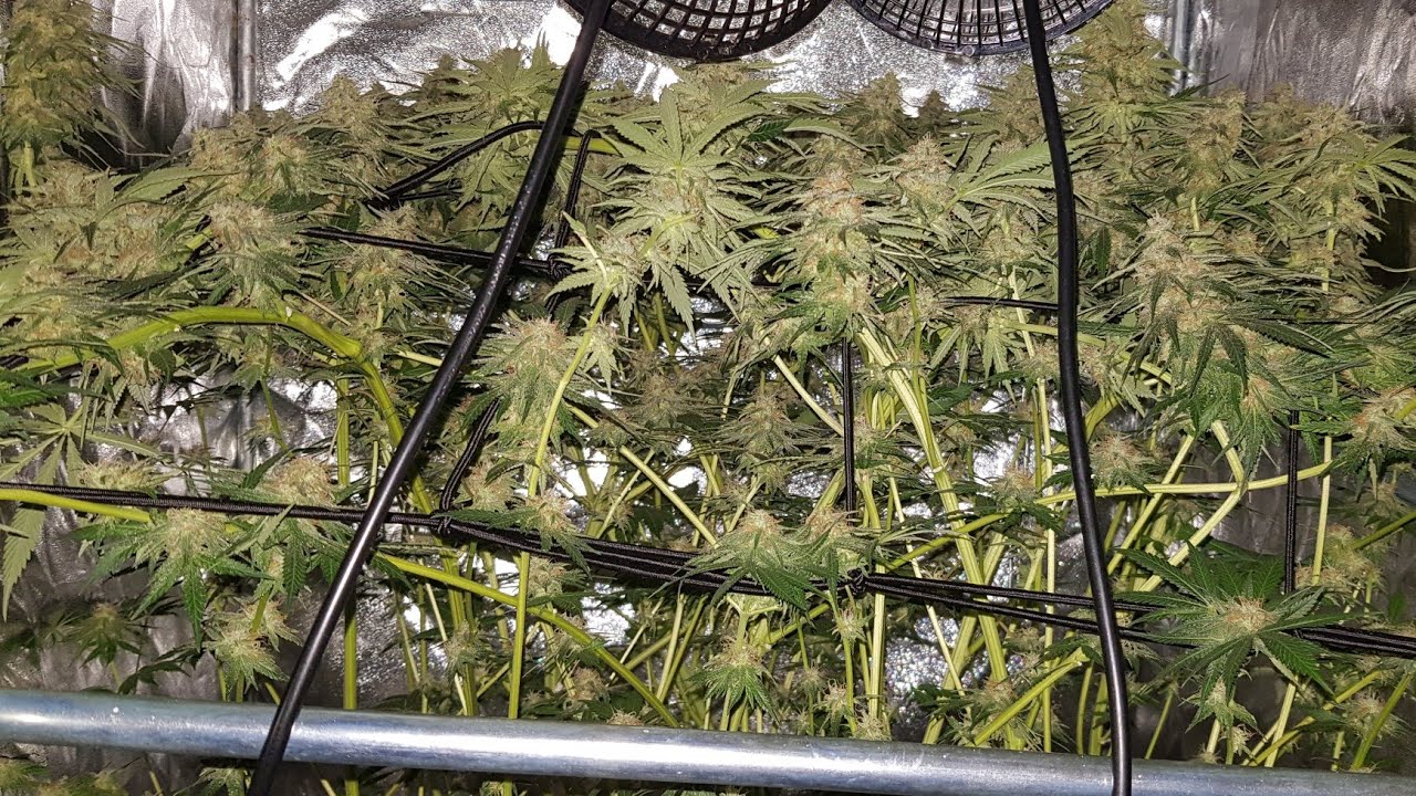 how-to-grow-indoor-cannabis-easy-heavy-yields-coco-canna-tent-grow