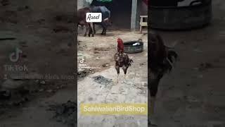 #Aseel ka Shoq #Sahiwalianbirdshop#Subscribe my youtube channel