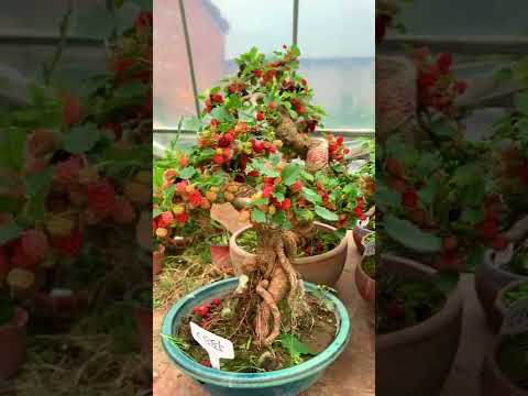 Video Ngắm dàn Dâu Tằm bonsai mini họ làm mà thèm #Shorts - youtube
