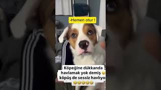 Sessiz Havlama Resimi