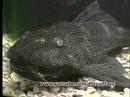 PLECOSTOMUS -- 19 inches long !!