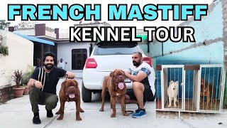 BEST QUALITY FRENCH MASTIFF | DOG HAVING THE LARGEST HEAD IN THE WORLD | DOGO DE BORDEAUX KENNEL