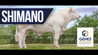 Shimano - Changer De Vitesse Pour Vos Génisses