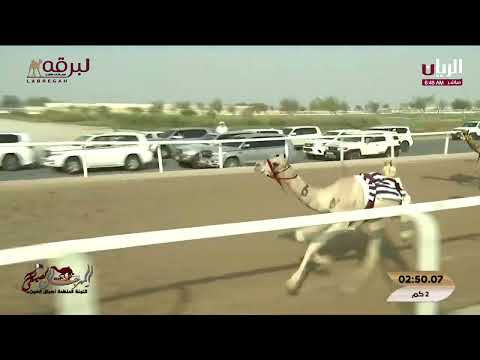 ش18 الفارس ل محمد الصغير المحاربي التأهيلي الرابع للمهرجان الصيفي 26 7 2025ص مفاريد قعدان 3 03 29