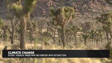 Report: Joshua Trees Could Disappear In Next Century