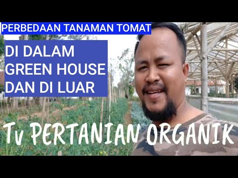 Video: Varietas Tomat Terbaik Dengan Foto Dan Deskripsi Untuk Rumah Kaca Dan Tanah Terbuka