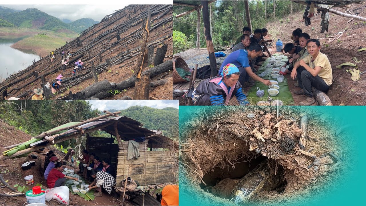 Mus cog nplej Pom nab puag qe loj heev