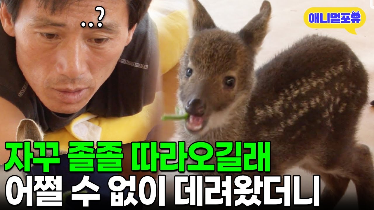어미 잃고 죽어가던 고라니, 자꾸 따라오길래 데려왔더니 I KBS 인간극장 2011