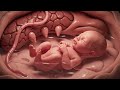 Life Inside the Womb | How a Baby Develops Before Birth