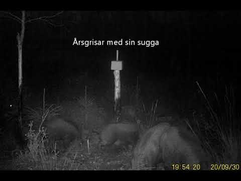 Video: Tyskaren Påstår Sig Ha Fotograferat En Skog Gudom Som Rider På En Vildsvin - Alternativ Vy