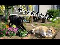 我が家の推し猫2匹!同じ屋根の下だけど対面したことのない猫たちがついに…!?【HitPaw FotorPea】