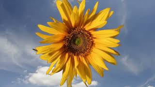 Sunflower opening with sky background. Filmed over 11 days. 4K
