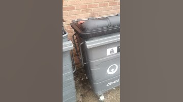 we found the RAT🐁! in the bin?