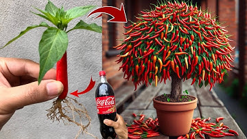 New technique for growing chili plants from fruit using bananas and eggs get fruits quickly