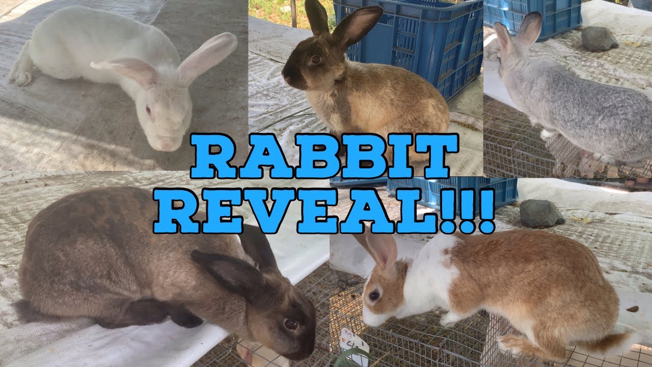 Meet the Rabbits - YouTube