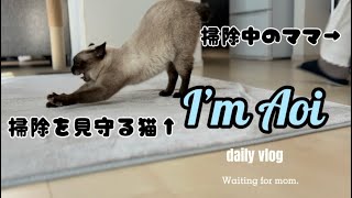 【シャム猫】掃除中のママと猫🐈 by シャム猫あおい 269 views 6 months ago 4 minutes, 27 seconds