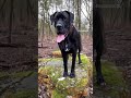 #bigdogs Built like a Baked Bean 🫘. Try not to laugh at him
