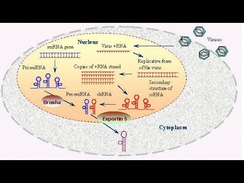 RNA Interference: The Future of Medicine #rna #science #biology - YouTube