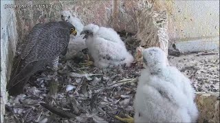 Osaka Peregrine Falcons/2024-05-04/ Dad and Mom check in on their chicks