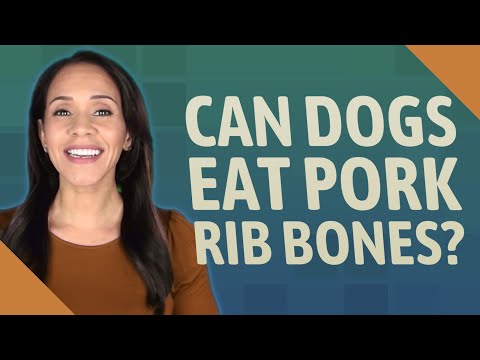 Video: Kan hundar äta revbensben?