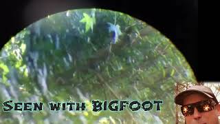 3 Species Bigfoot explained LEGENDS