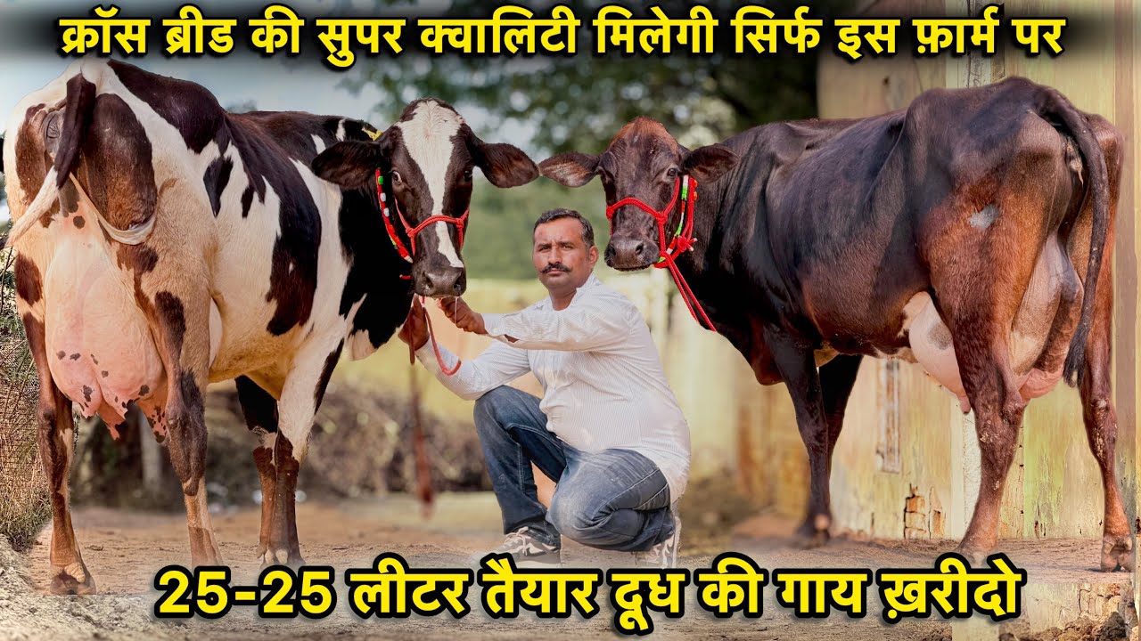 25-25 लीटर तैयार दूध,5 गाय बिकाऊ👌Hf क्रॉस व जर्सी क्रॉस की टॉप गाय👍High Milking Cross Breed Cows