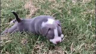 Exotic Bully Bhairo Look Like Panther, Maker Of The Future Script Of Bully World