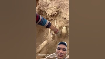 khai thác nhục thung dung #nature