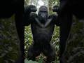 Gorilla attack #gorilla #shorts #jungle #wildlife