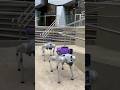 BotBrain Pro and Open Source on Unitree Go2 #robots #quadrupeds