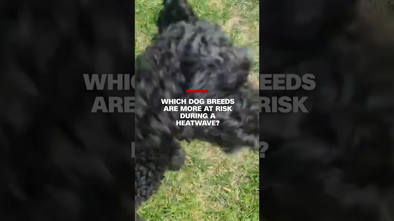 Which dog breeds are most at risk during a heatwave? 