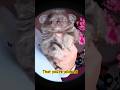 Am I cute? #dog #dogs #dogshorts #doglife #puppies #cutedog #puppy #pets #shorts #short