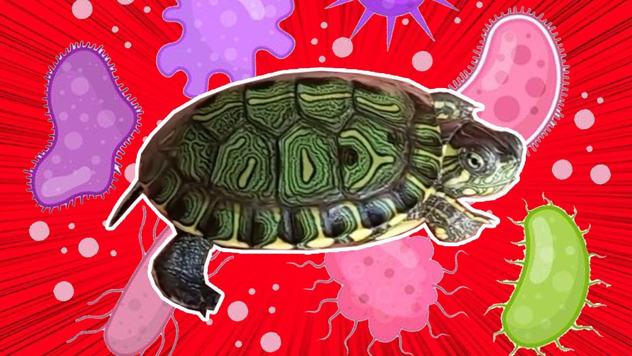 Doenças mais comuns em Tartaruga Tigre D'água