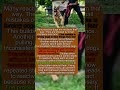 4 CRITICAL Mistakes That CREATE REACTIVE DOGS #dogpsychology #puppy
