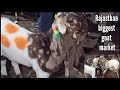 Rajasthan biggest goat market balaheri Bakra Mandi live updet cover with price 10 jan 2022