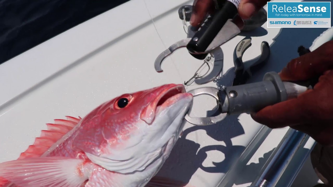 NOAA Fisheries signals a dead end for red snapper - CCA Florida