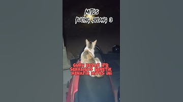 mitos kucing belang 3 jantan #kucing #shortvideo