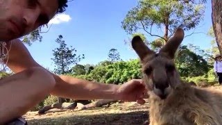 Partying with a kangaroo in Brisbane, Australia.