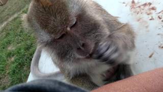 Slow Motion Monkey Slaps