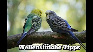 Wellensittiche halten Zucht, Futter, Einstreu