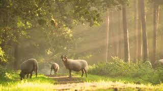 [4K]Sheep VIDEO NO COPYRIGHT