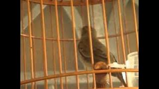 Burung Nightingale.FLV