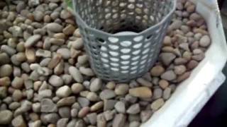 Recycled goods aquaponics system growing organic food