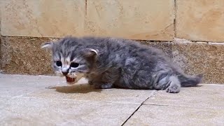 Tiny Kitten scared and meowing when mom Cat walks away for a second